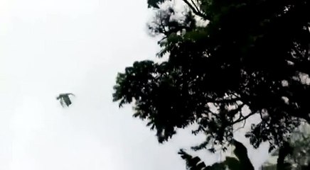 Dragon Sighting in England (Low)