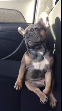 Sleepy French Bulldog struggles to stay awake