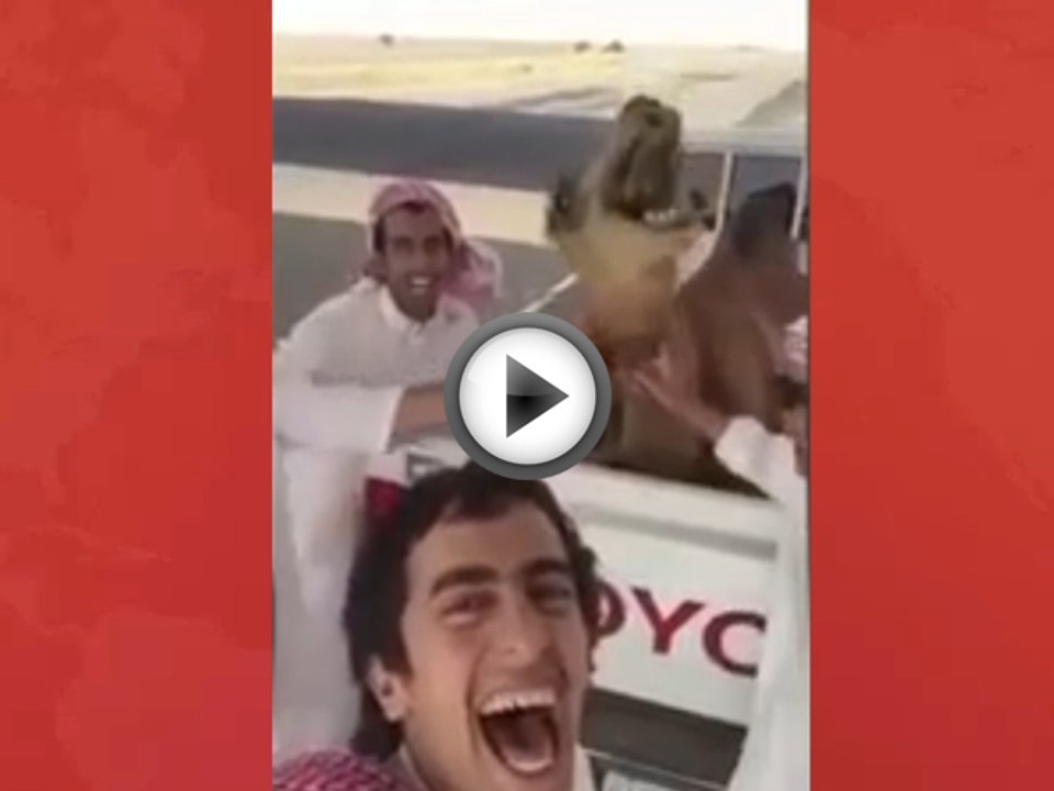 Laughing Camel