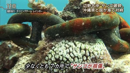 県が辺野古サンゴ被害の調査
