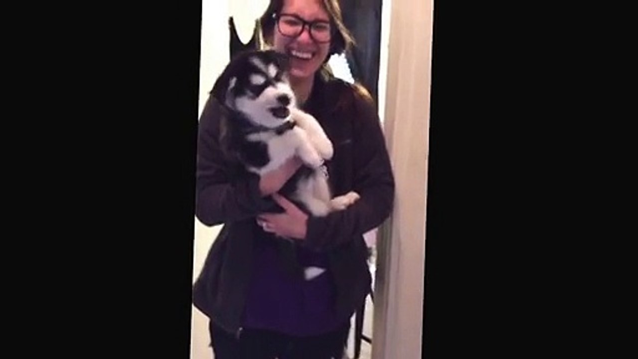 Un bébé husky qui parle! So cute !!