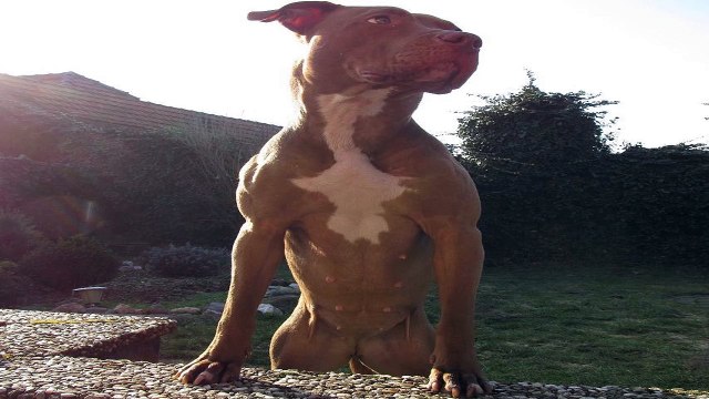 Types Of Dog Obedience Training Available For Your Pit Bull Terrier