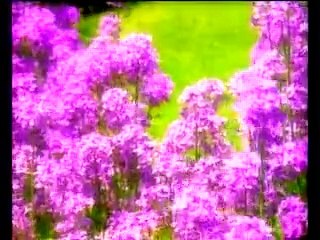 Abdurrahman önül - sevdim onu canımdan o Muhammed Mustafa