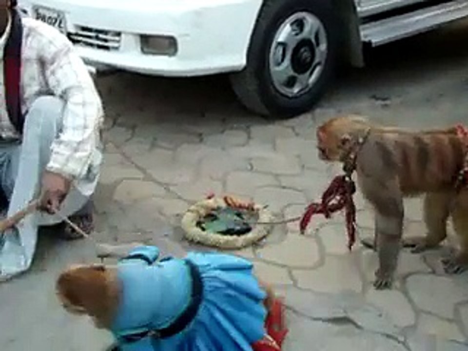 monkey tricks , is monkey a comedian