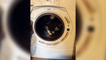Gato utiliza secadora como rueda para correr