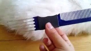 How to groom your bichon frise