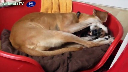 Perros chistosos y vagos.