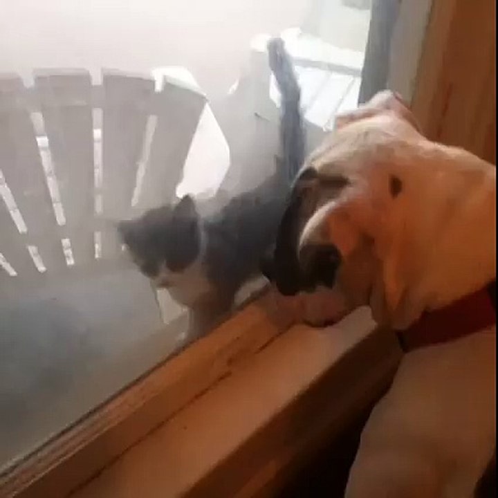 beast dog