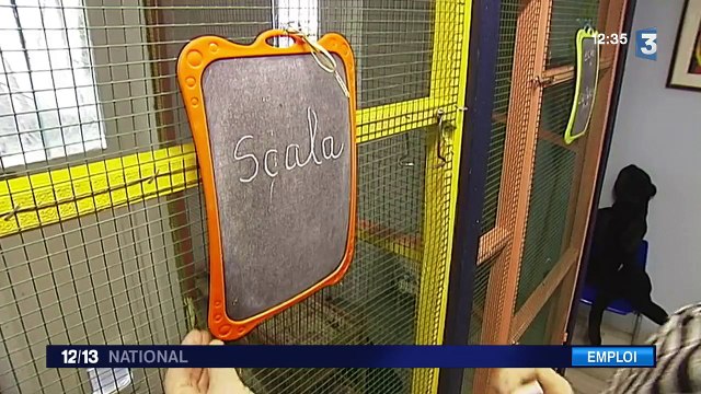 Pat' de Chats : une pension quatre étoiles pour matous