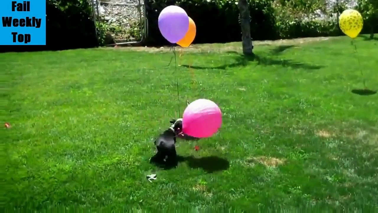 TOP Funny Animals Compilation 2014 (New)[2]