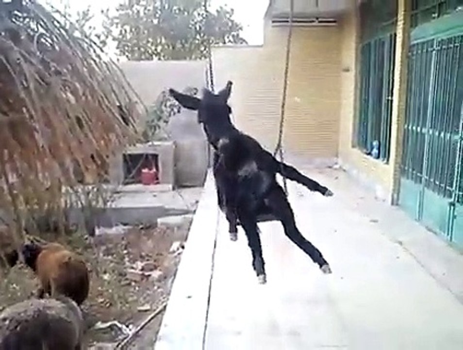 VID-20150101-WA0000.mp4
