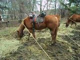 WW I GERMAN HORSES FOR BATTLE SCENE