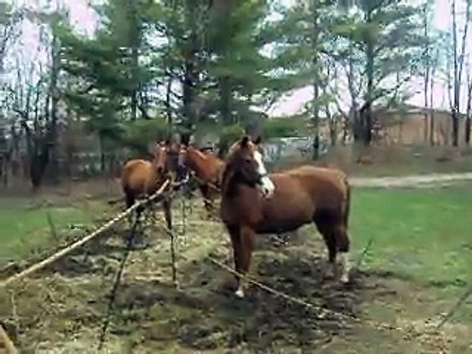 WW I HORSE LFET OUT OF SCENE