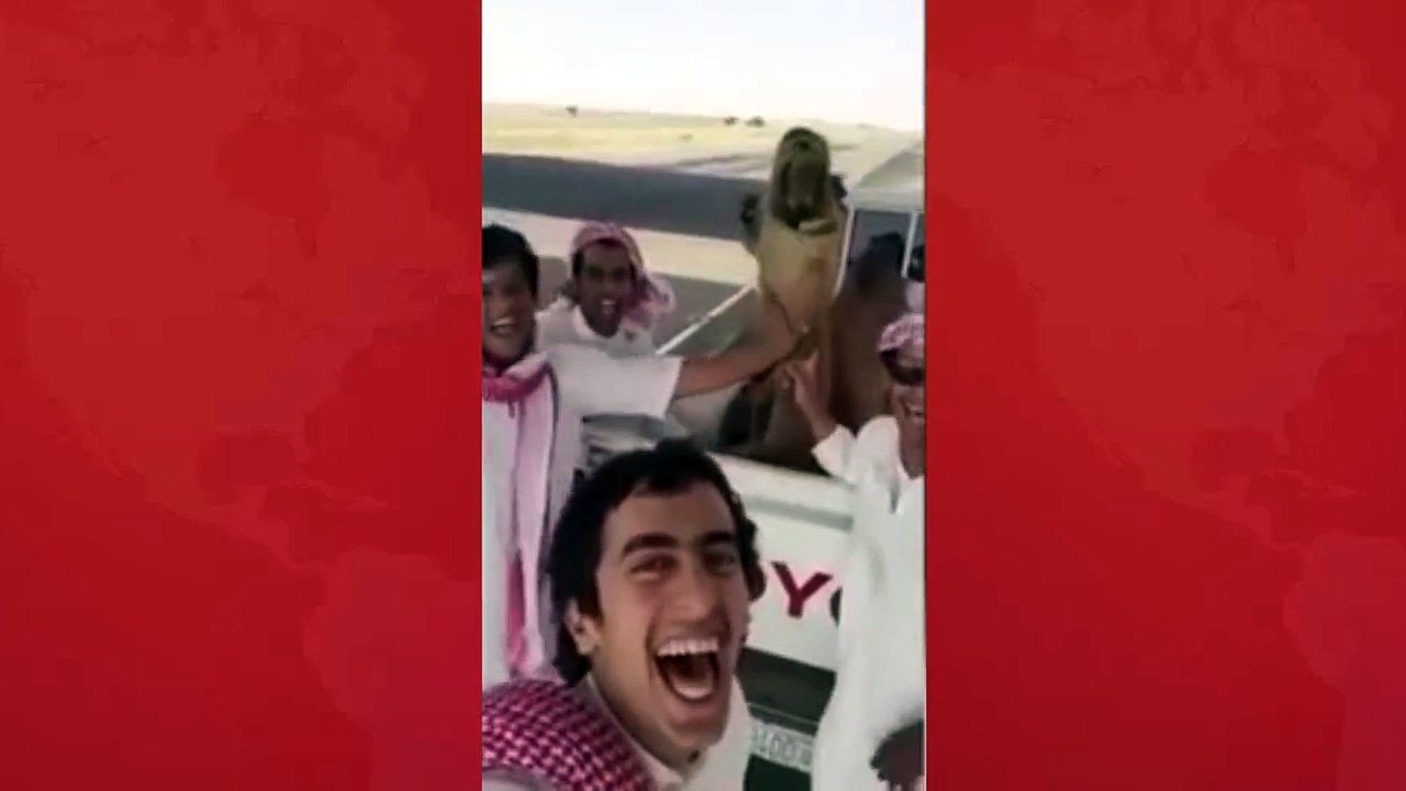 Have You Ever Seen a Camel Laughing