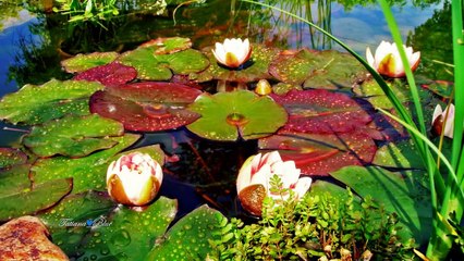 Colors Of The Rainbow - Leo Rojas (Pan flute music)