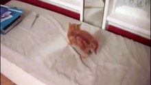 Red Kitten vs Mirror - Funny ! Рыжий Котенок борется с зеркалом !