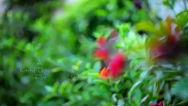 Ali & tayyaba valima Highlights