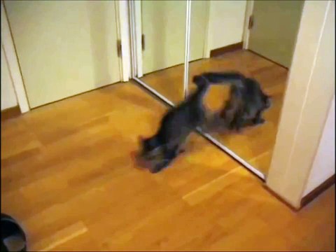 Brave Kitten vs Mirror - Awesome! Храбрый Котенок против Зекало !