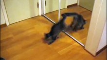 Brave Kitten vs Mirror - Awesome! Храбрый Котенок против Зекало !
