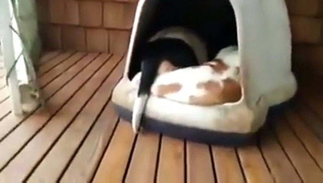 Clown kennel