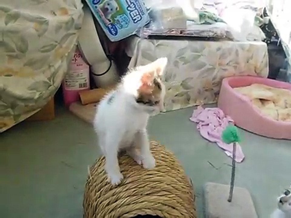 子猫