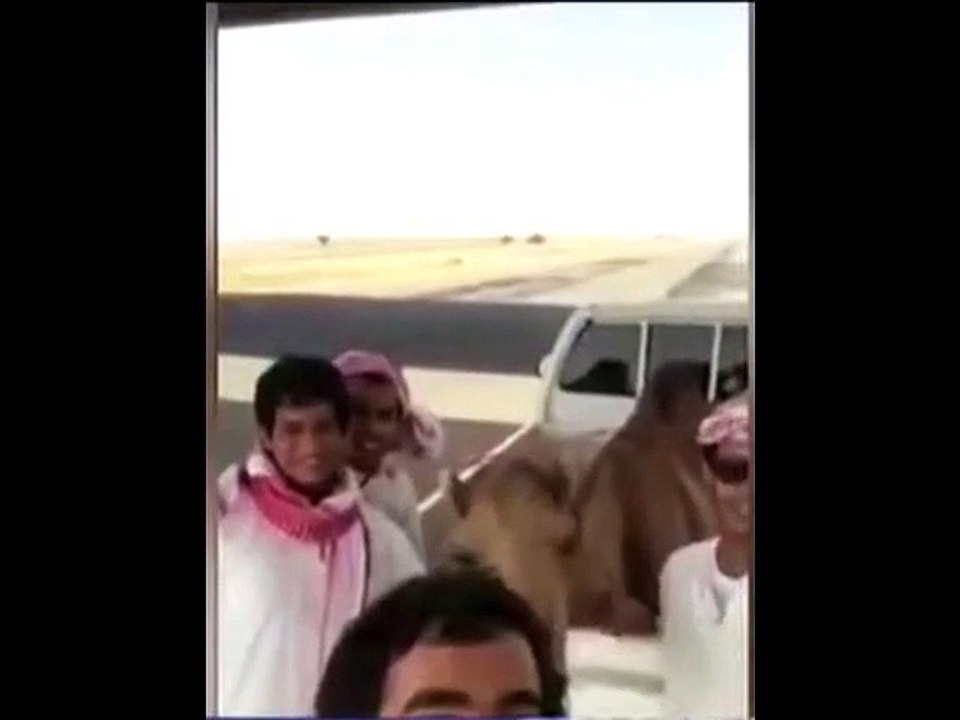 Laughing Camel
