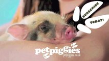 Worlds Smallest Baby Micro Pig? - The Smallest Micro Pig Ever Born at Petpiggies