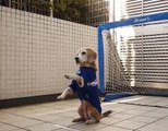 Un perro muestra sus habilidades como arquero