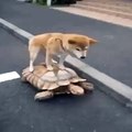 Videos graciosos y virales 2015 – El Perro que viaja lento! Por? viaja en tortuga!