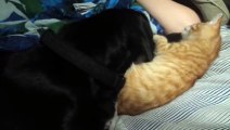 Cat and Dog Are Best Friends!