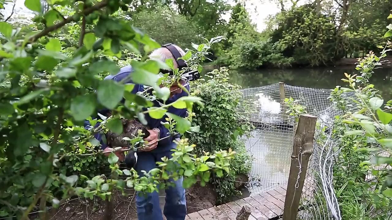Canada Goose Island Rescue - Saving Animals