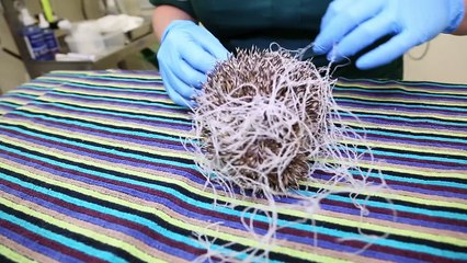 Hedgehogs can't play football, but can still score goals!