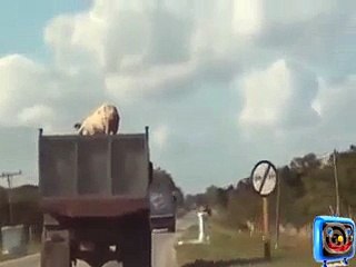 Animal Fall From Truck,You Will be Shocked- Video Dailymotion