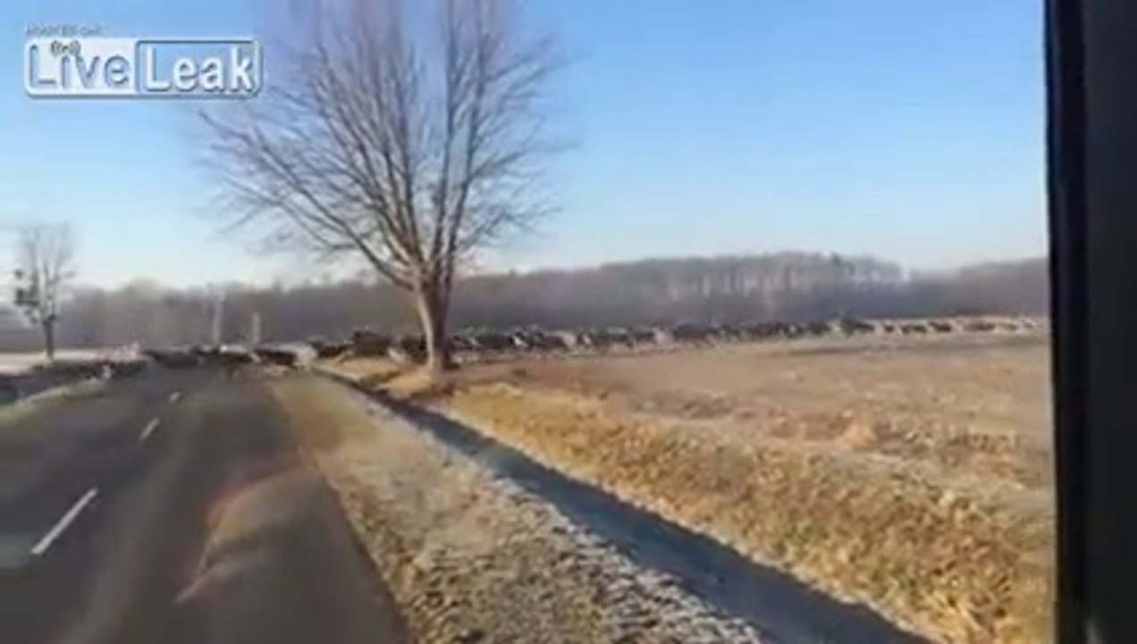 HUGE Deer Herd Crossing The Road   Ever Seen A Larger Herd