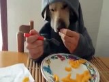 Doggy Eating Eating Style