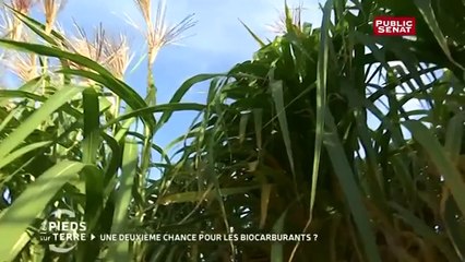Biocarburants de seconde génération, la solution ? - Les pieds sur terre