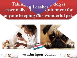 Buy Dog Leashes Online