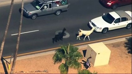 Longue chasse aux lamas dans une ville de l'Arizona