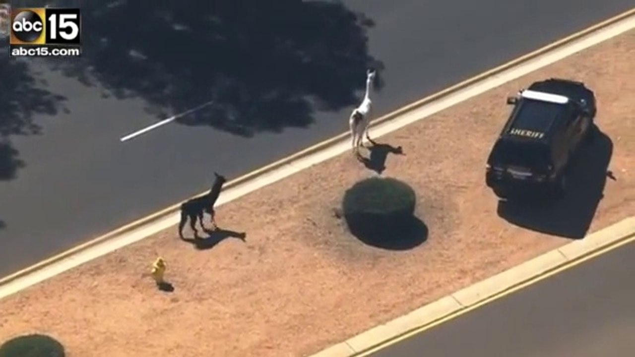 Arizona Llama Chase - the animals are Better fugitives than Lorenzo Lamas...