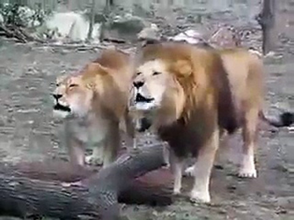 lion saying Allah MUST WATCH
