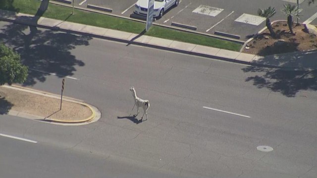 Des lamas pourchassés à Phoenix