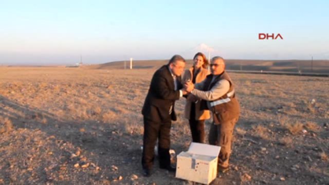 Iğdır Satılmak Üzere İken Ele Geçirilen Keklikler Doğaya Bırakıldı