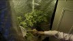 Vives réactions après la légalisation du cannabis à Washington