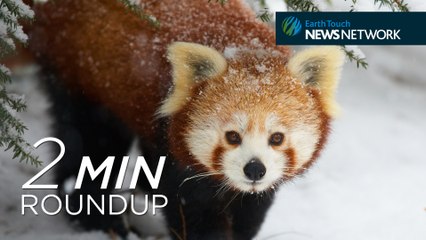 An octopus hunts on land, adorable red pandas and another SeaWorld fail