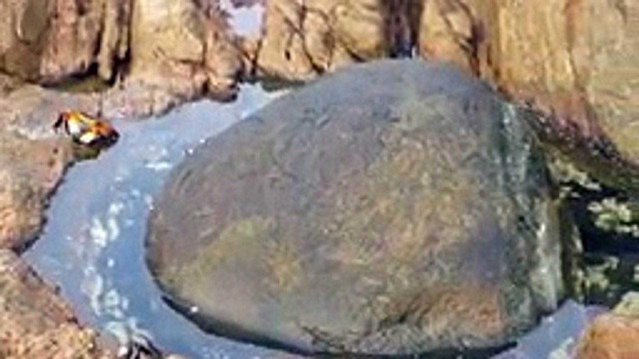 Un poulpe attaque un crabe