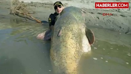 127 Kiloluluk Dev Yayın Balığı Yakaladılar