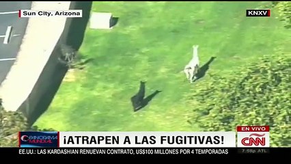 Llamas a la fuga en EEUU causan sensación en Internet