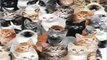 MUST SEE - Very Funny Cats 13 - Dailymotion video - Video Dailymotion