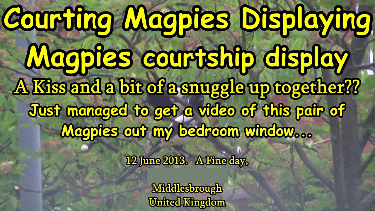 Kissing Magpies. A Kiss and a bit of a snuggle up.