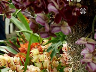 Дивные орхидеи украсили оранжерею в Нью-Йорке